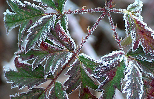 Thời tiết ngày 4-12: Miền Bắc trời rét, vùng núi cao có thể xuất hiện sương muối